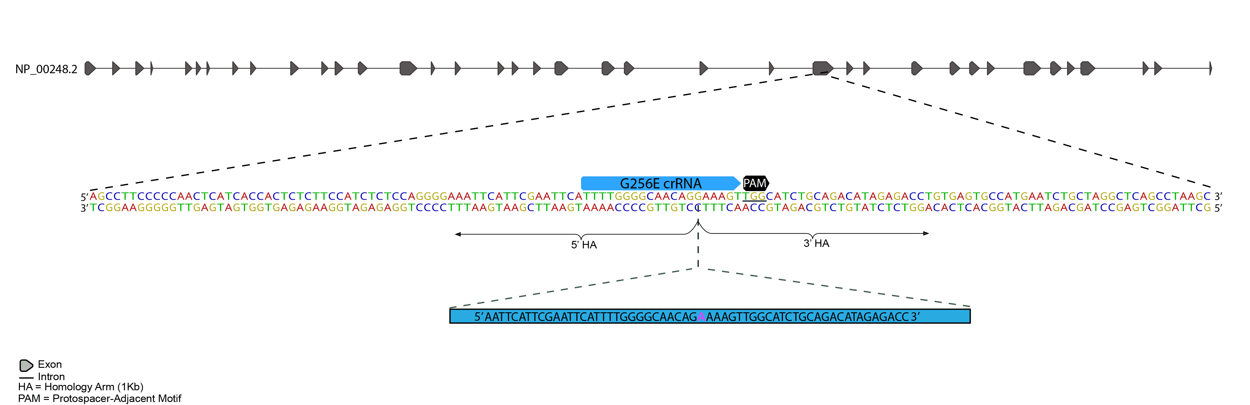 CRISPR-Cas9 methodology was used to introduce a single base pair mutation to MYH7, and mEGFP at C-terminus of ACTN2 as shown below.