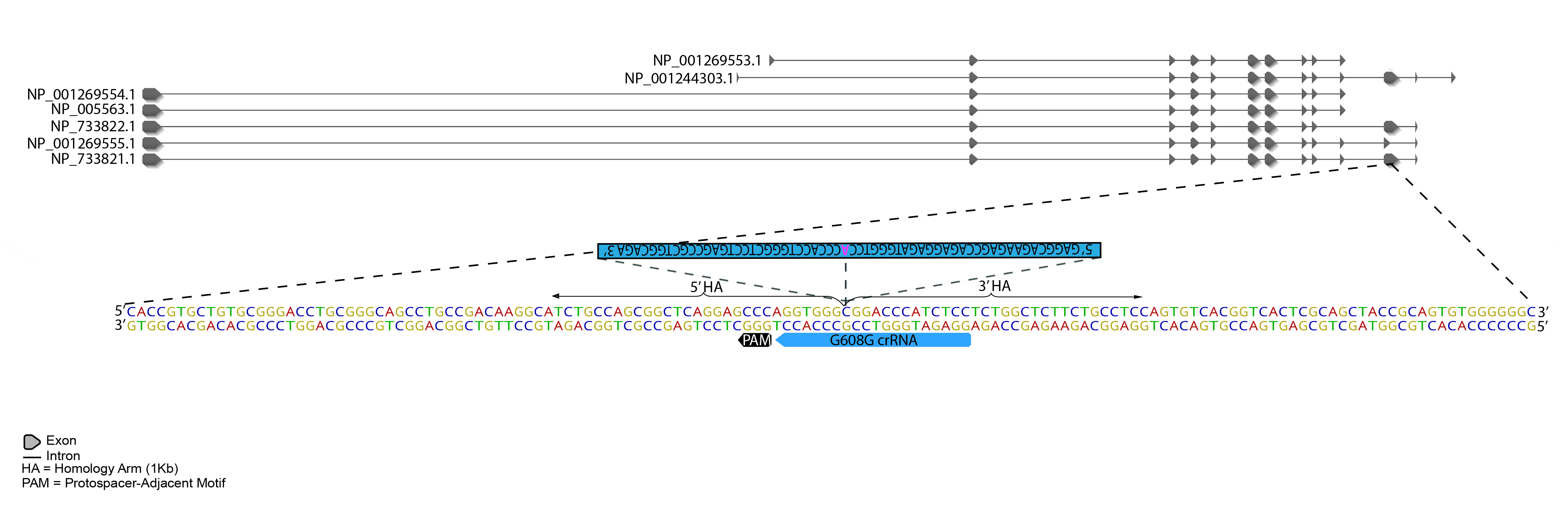 CRISPR-Cas9 methodology was used to introduce a single base pair mutation to LMNA, and mEGFP at N-terminus of LMNB1 as shown below.